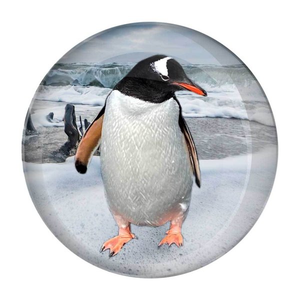 Printed button badge with photo of a Penquin on ice.\\n\\n18/11/2022 16:13